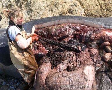 Una voluntaria de Proyecto Kaisei saca una red de pescador del interior de una ballena