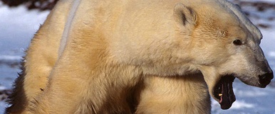 El oso polar está en grave peligro de extinción