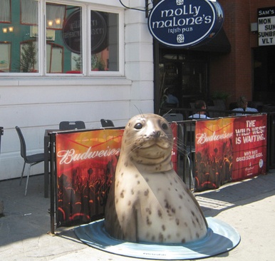 La foca Sol quiere volver a Victoria