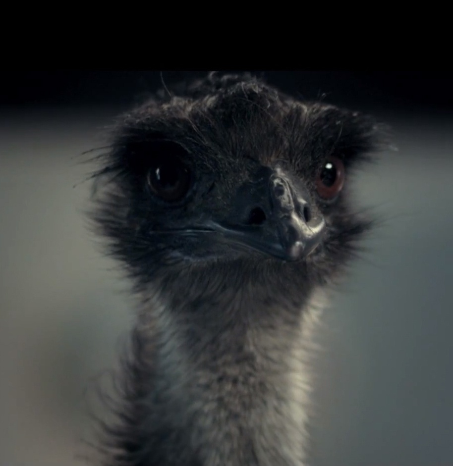 ¿Se puede estudiar con un emú?