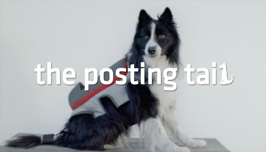 Los perros ya pueden postear en Facebook