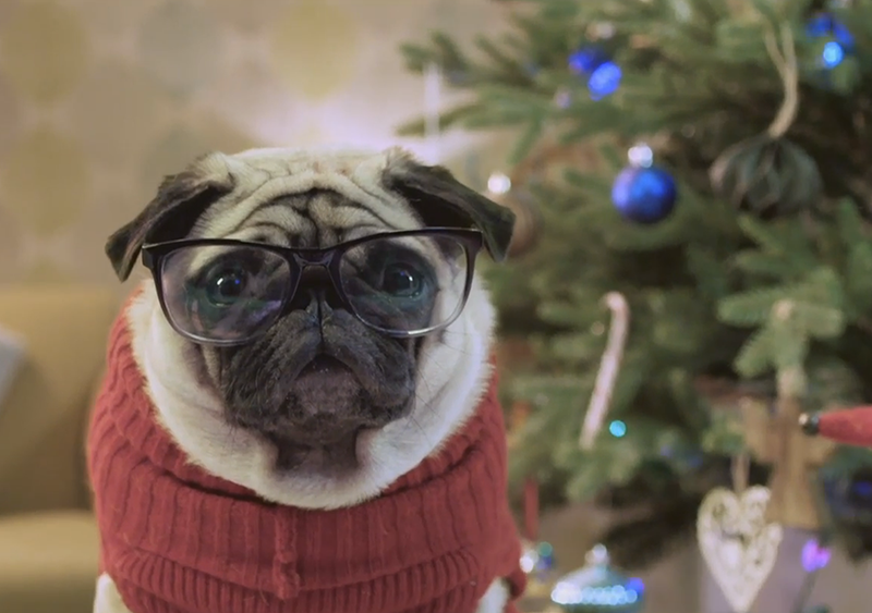 Gizmo, la mascota de Vision Direct, evita un fiasco navideño