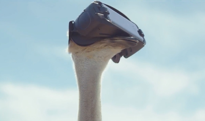 Un avestruz se deja seducir por la realidad virtual de Samsung