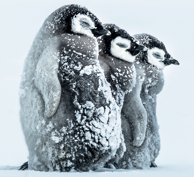Apadrina un pingüino y contribuye al cuidado de su hábitat