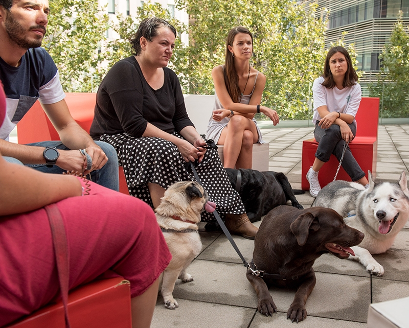 Ogilvy Barcelona permite llevar perros a la oficina