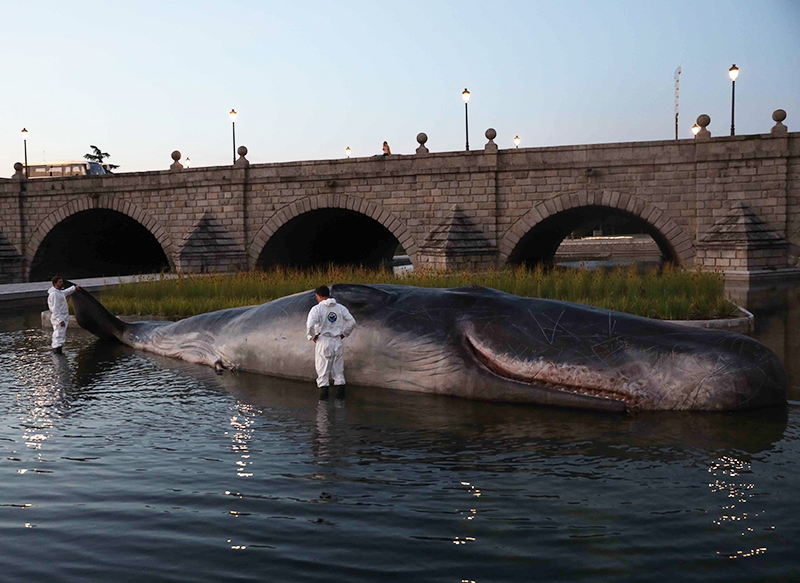 Madrid amanece con una ballena varada en el río Manzanares
