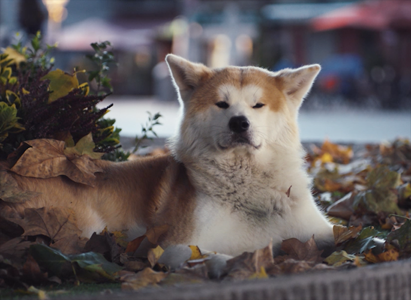 El perro Hachiko inspira el spot de La Marató de TV3