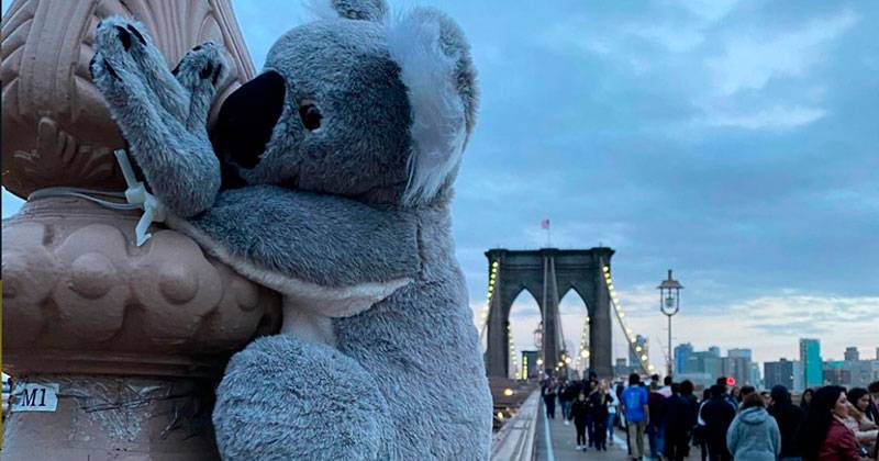 Koalas de peluche toman las calles de Nueva York