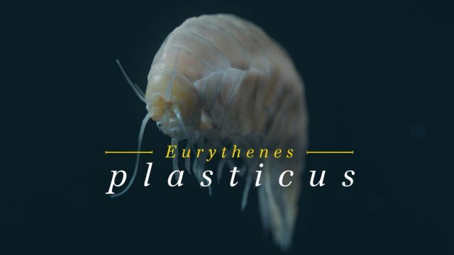 Eurythenes Plasticus, nueva especie abisal con plástico en sus entrañas