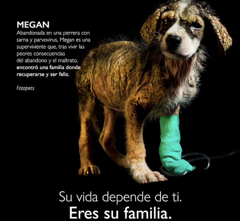 Equmedia lanza una campaña contra el abandono animal