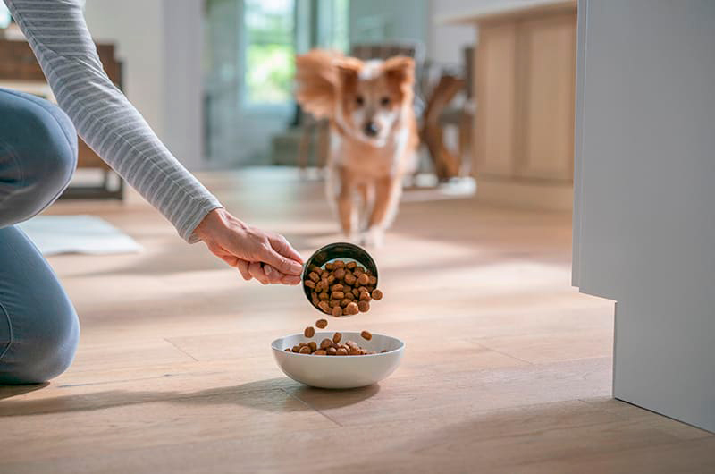 Hill´s Pet Nutrition lanza su primera campaña en televisión