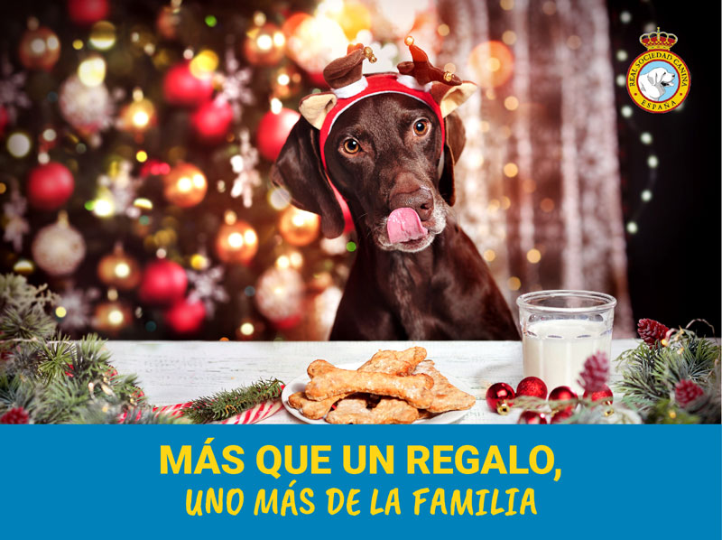 Campaña para prevenir el abandono de perros tras la Navidad