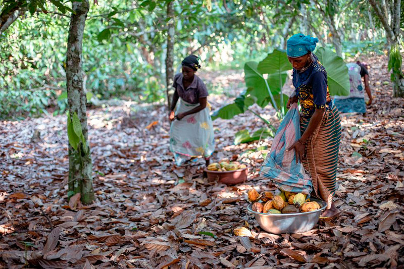 Magnum ayuda a las recolectoras de cacao