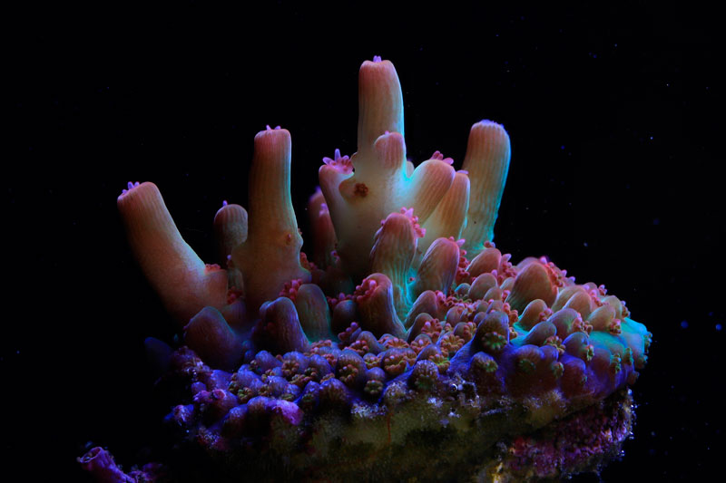 Canon participará en la recuperación de arrecifes de coral