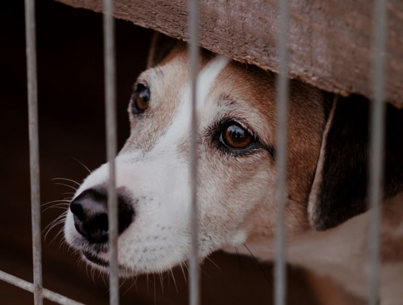 Perros y gatos pasan una media de 8 meses confinados