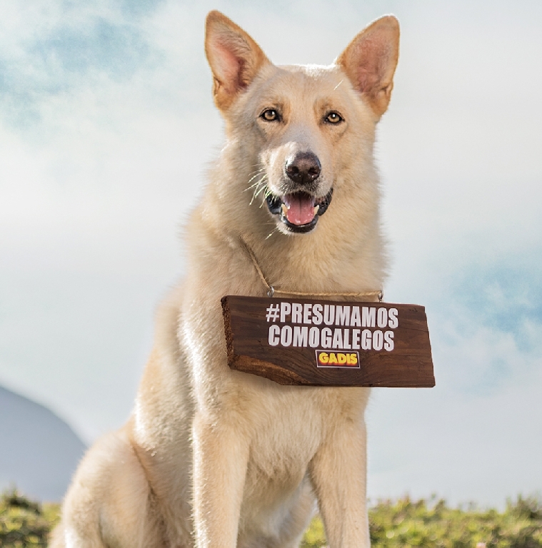 El perro Allo ya puede presumir de web propia