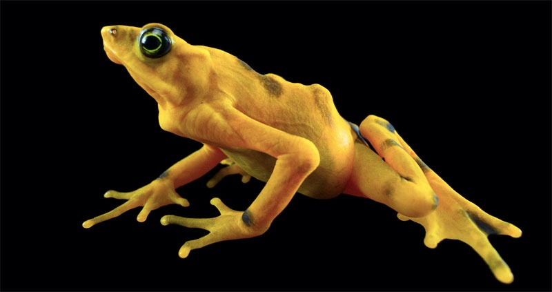 Colores en peligro de extinción
