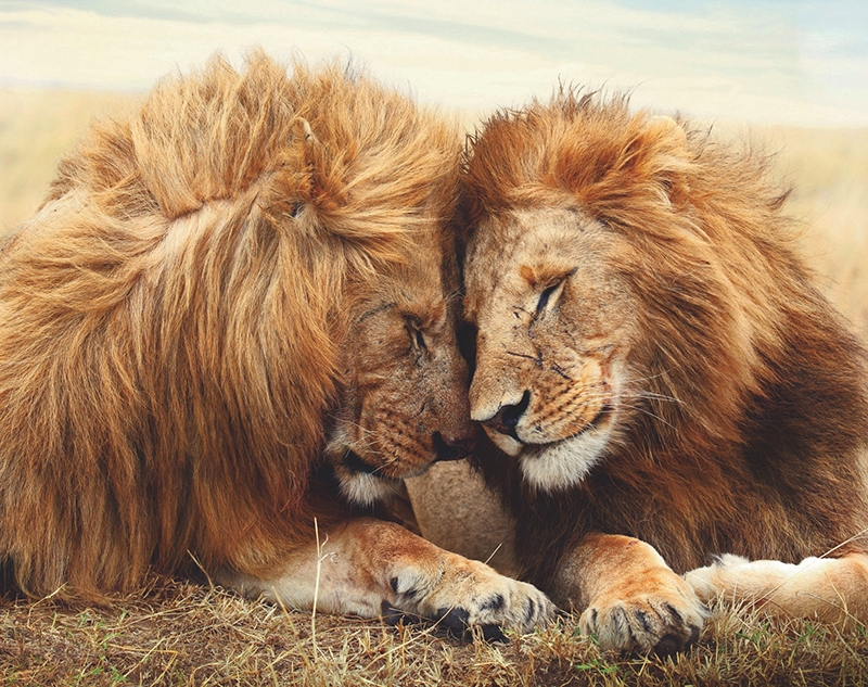 Animal Planet derrocha amor en el mes del "Orgullo LGBT"