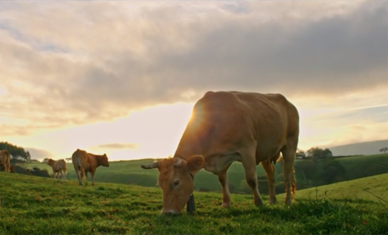 Ternera Gallega Suprema presume de ser "la mejor carne del mundo"