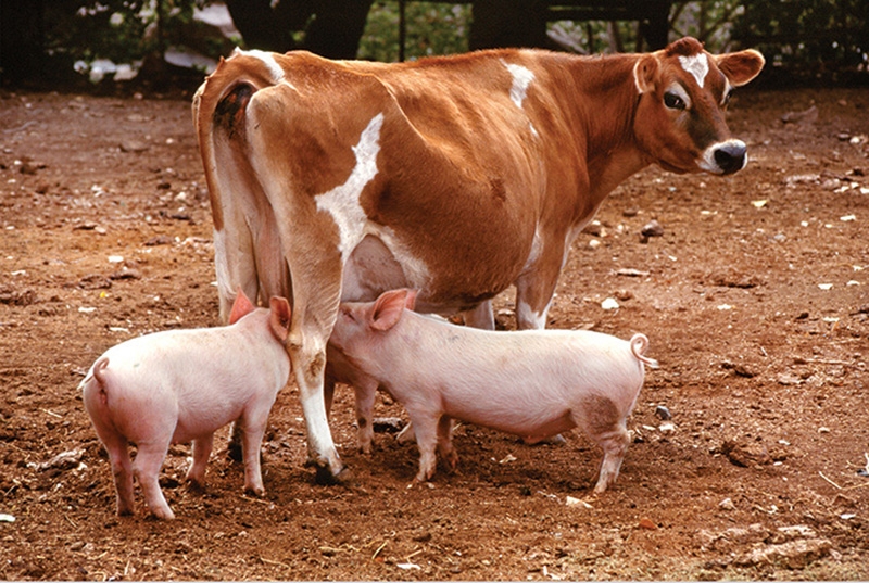 Cuando los animales nos enseñan a ser más humanos