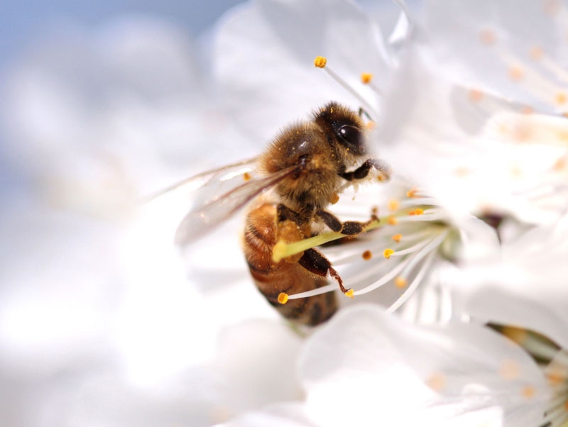 Bee Careful, la miel solidaria de Hero para salvar a las abejas