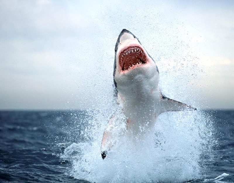 De Discovery MAX a MAX GRANDE