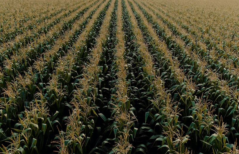 BBVA presenta un documental sobre la extinción de alimentos