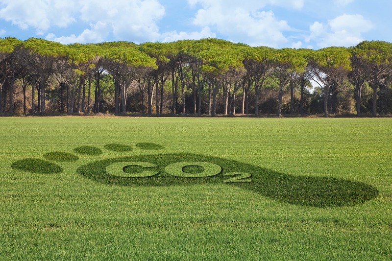 Los árboles no nos dejan ver el bosque de la sostenibilidad