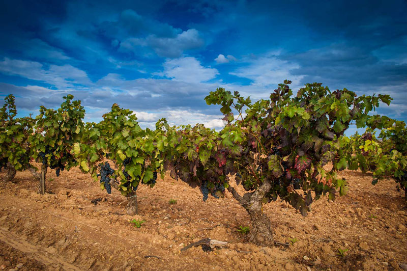 Ribera del Duero y WWF se unen en defensa del patrimonio natural