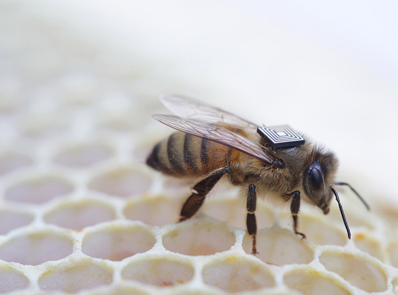 "Abejas con mochila", el nuevo documental de Intel