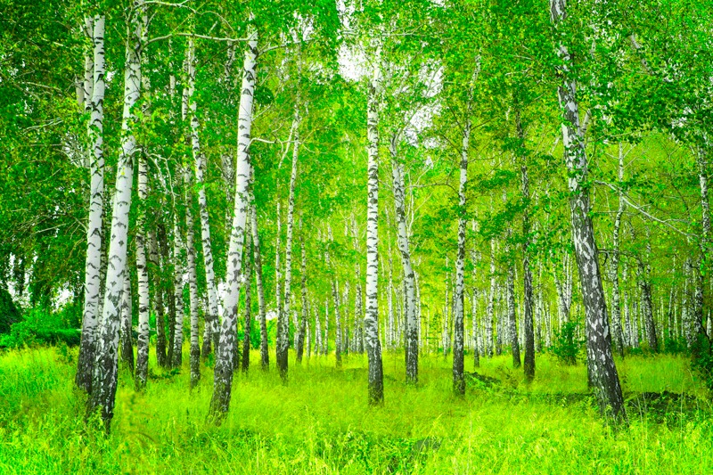 "La Arboleda de GSK" contra los efectos del cambio climático