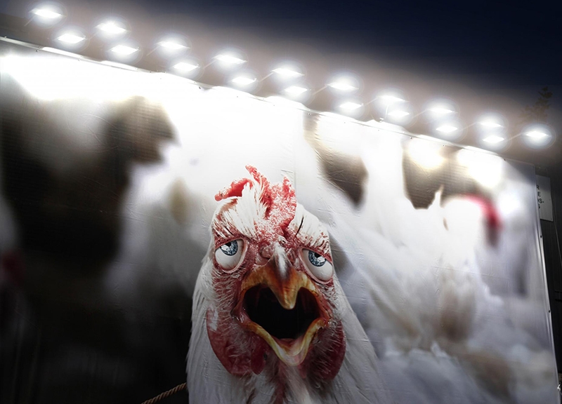 Vallas publicitarias para denunciar el maltrato animal