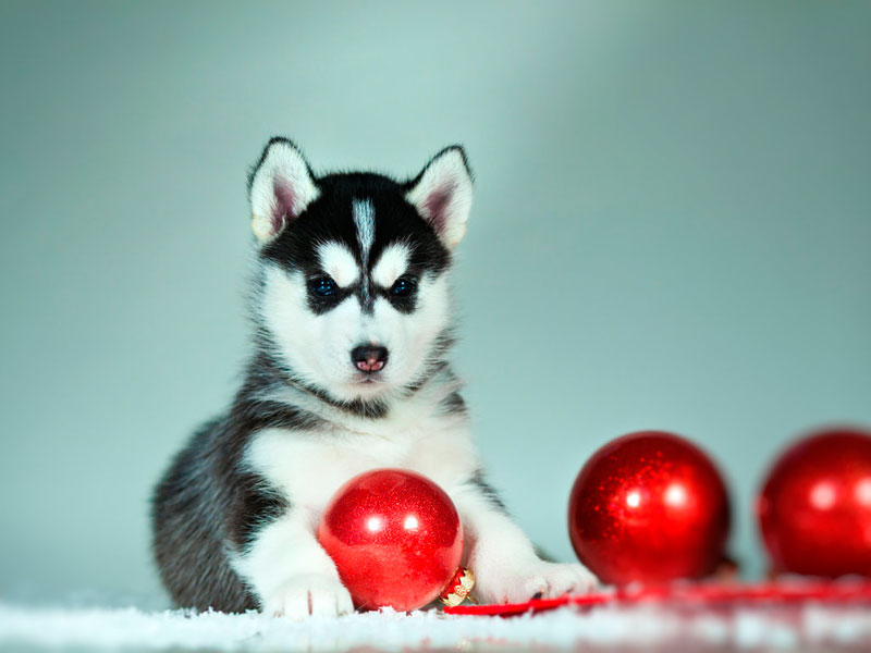 Royal Canin nos invita a ver "La foto completa"