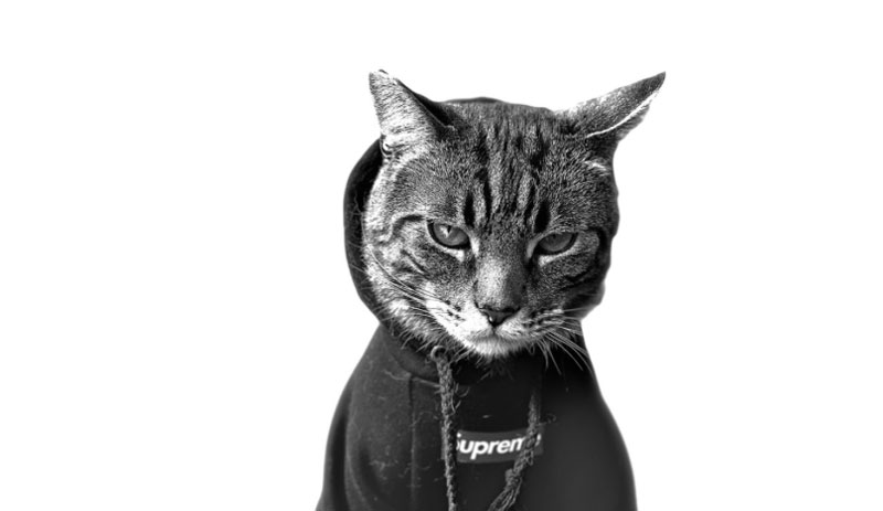 Las mascotas más "cool" posan para el nuevo iPhone 12 Pro