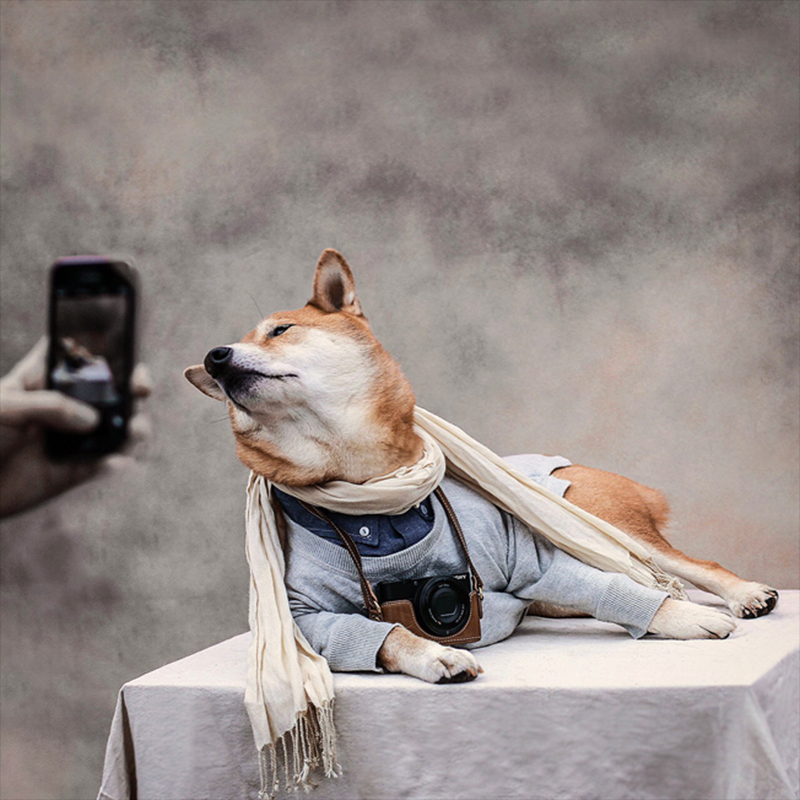 Bodhi, el perro influencer que arrasa en las redes