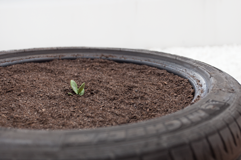 WYSIWYG* y Michelin cultivan patatas en neumáticos usados