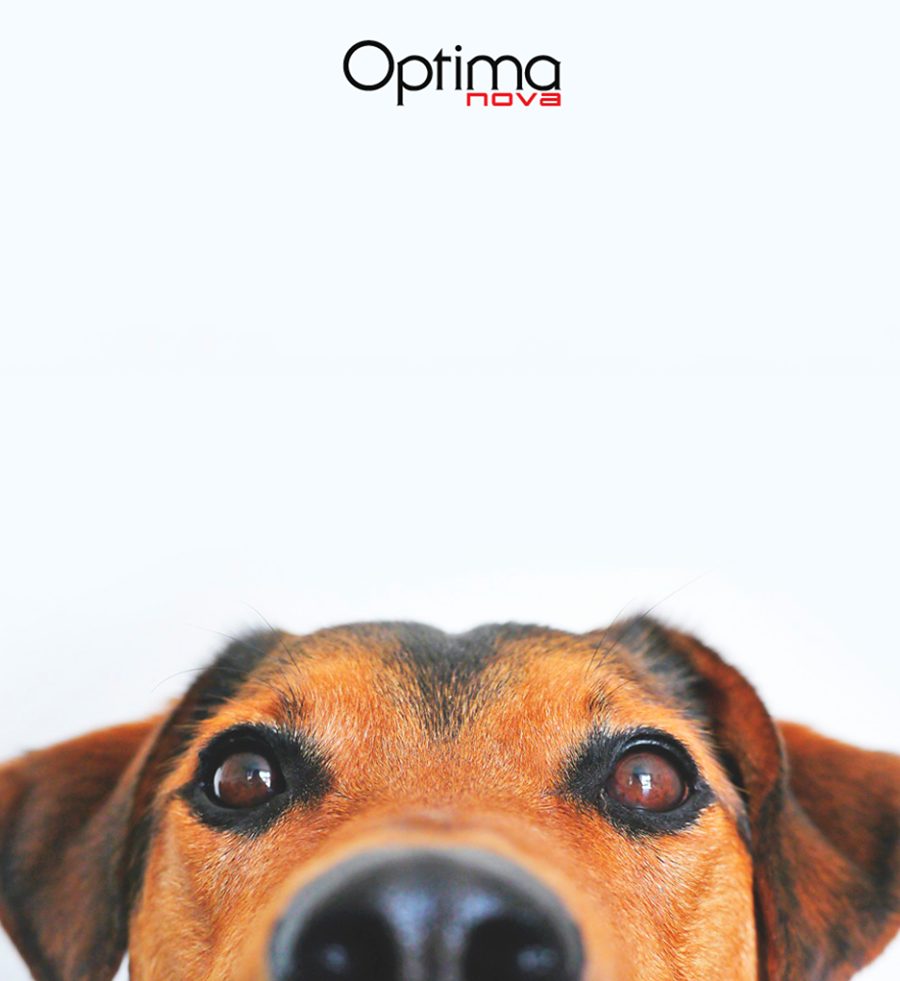 Perros y gatos compiten en Instagram