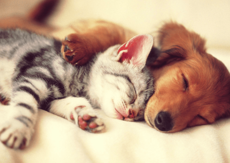 Sigue el abandono de perros y gatos, aunque va en descenso