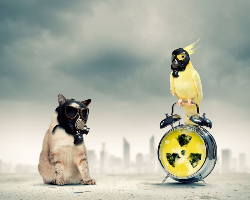 El Color del Año 2020 está en peligro de extinción