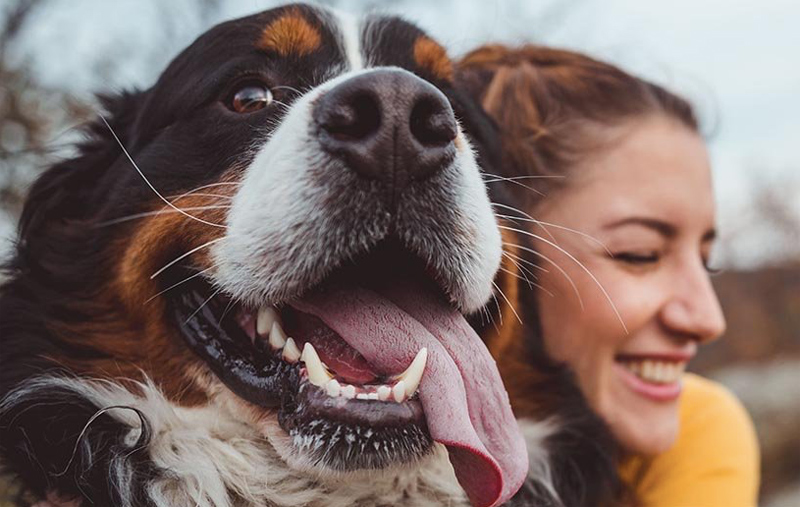 Se buscan startups que mejoren la vida de las mascotas