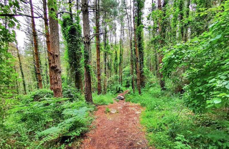 Juice Technology elige un proyecto de reforestación en España
