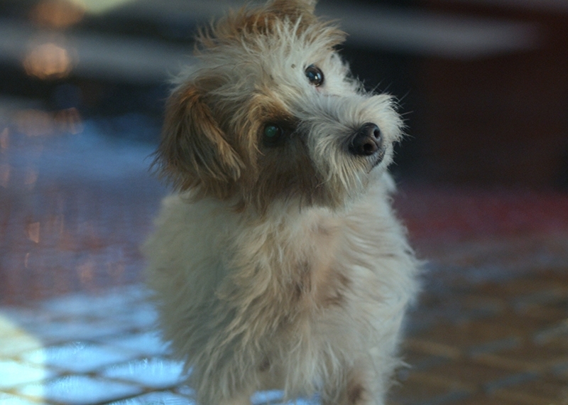 "Amigo inseparable", spot creado por McCann para Repsol