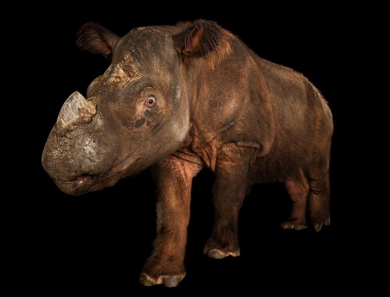 El medio exterior exhibe especies en peligro de extinción