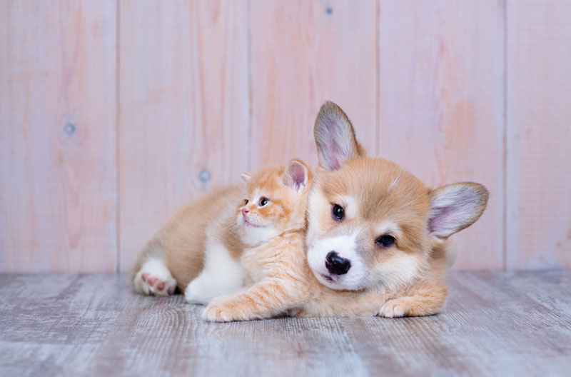 Un año más Royal Canin busca a la mascota del verano