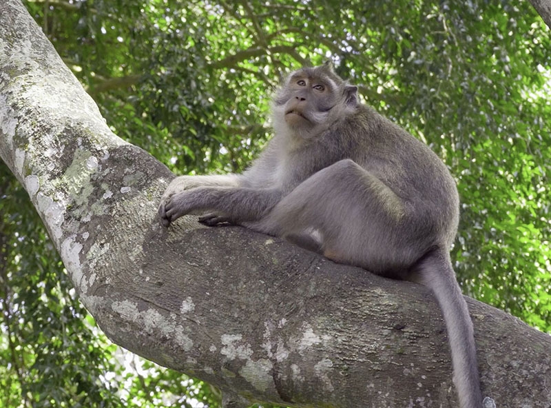 6 vídeos muy animales para lanzar la Cuenta Zero de Santander