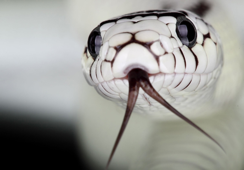 Un zoo te anima a poner el nombre de tu "ex" a una serpiente