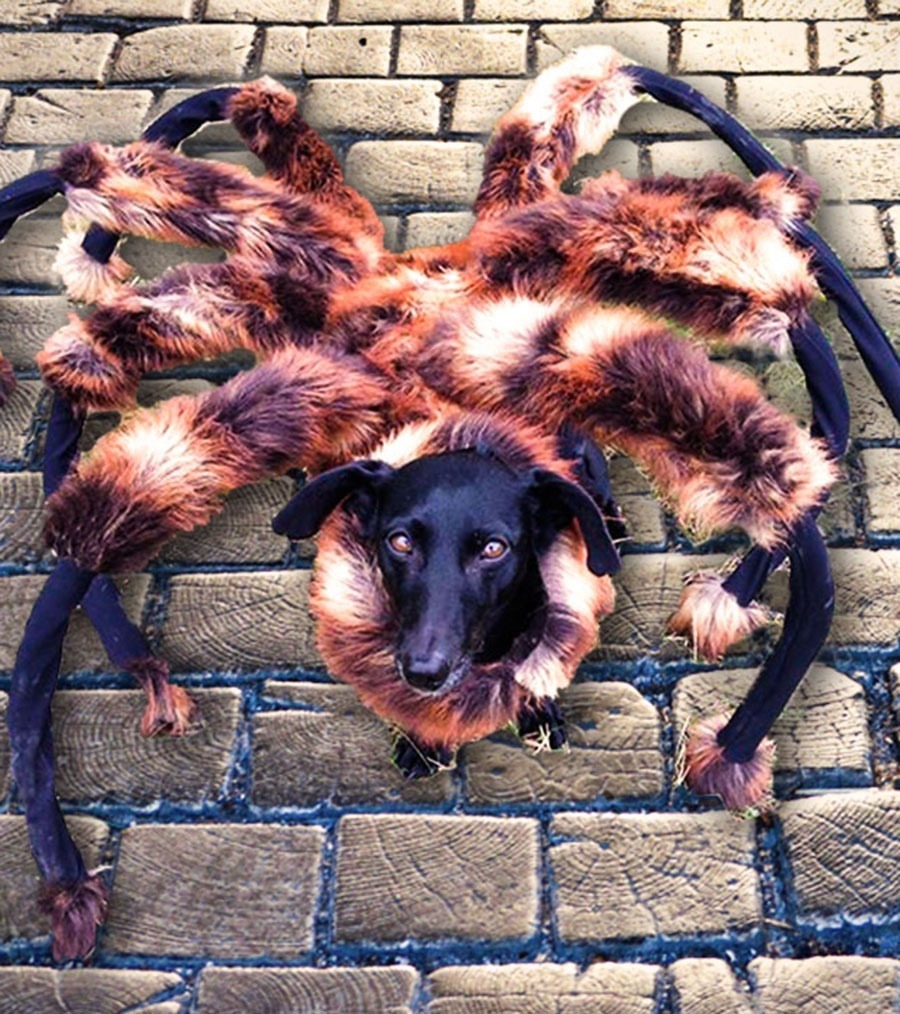 Los vídeos más vistos en YouTube