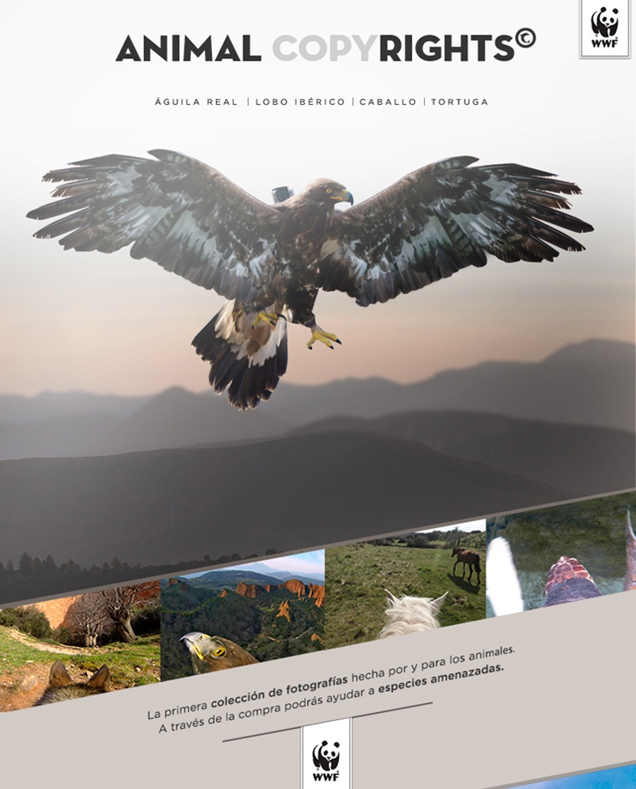 "Animal Copyrights", fotos hechas por y para los animales