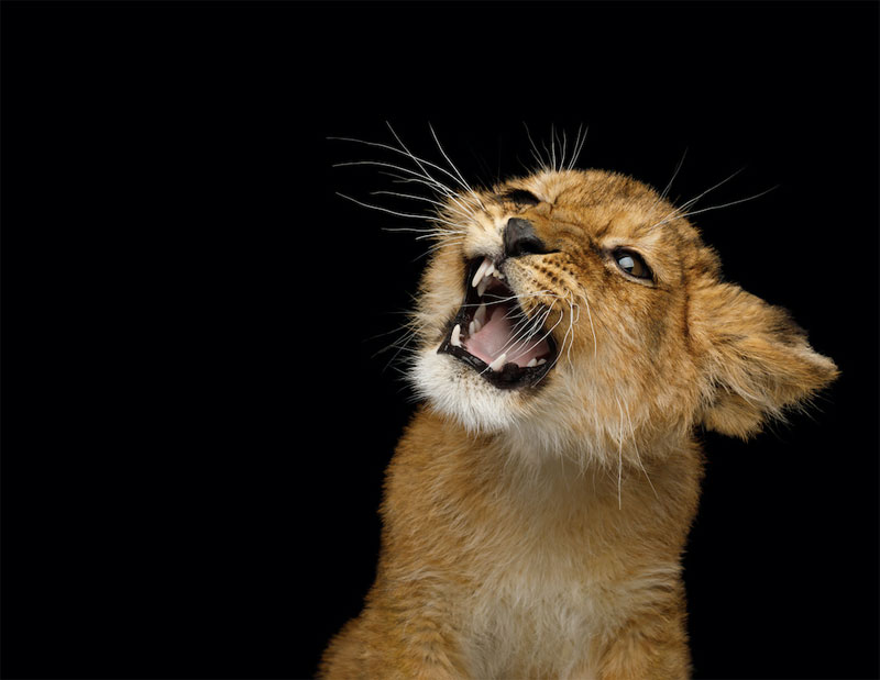 Se amplía el plazo de inscripción para los Young Lions Digital 2020