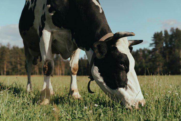 CES 2025: dispositivo portátil para vacas diseñado para maximizar la producción de leche.